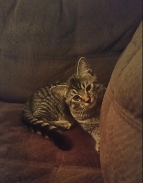 JVA Pets: Who