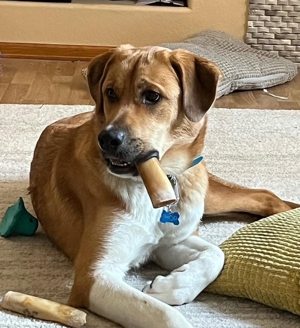 JVA Pets: Thor Douglas