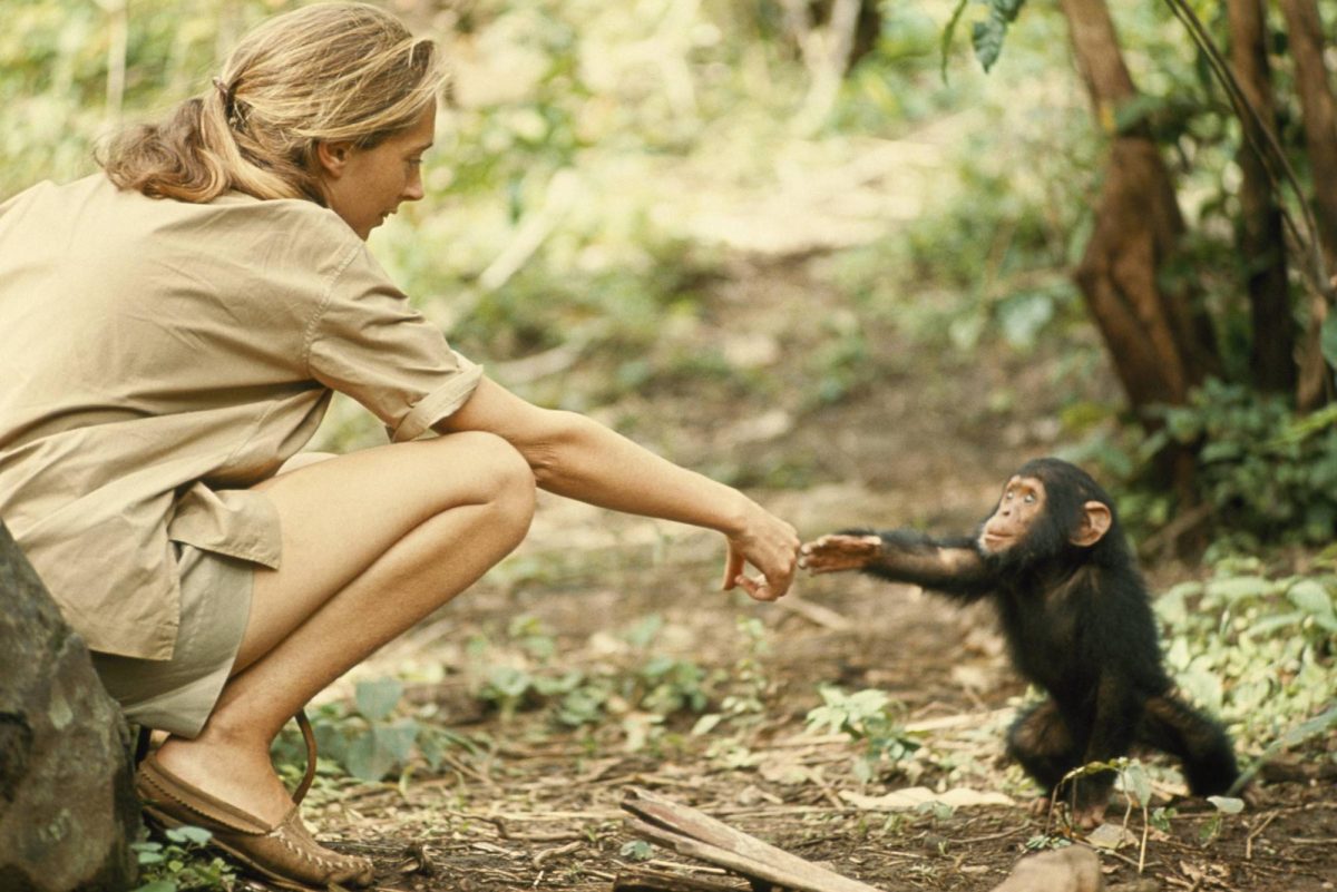 Jane Goodall: A Life Dedicated to Understanding and Protecting Chimpanzees