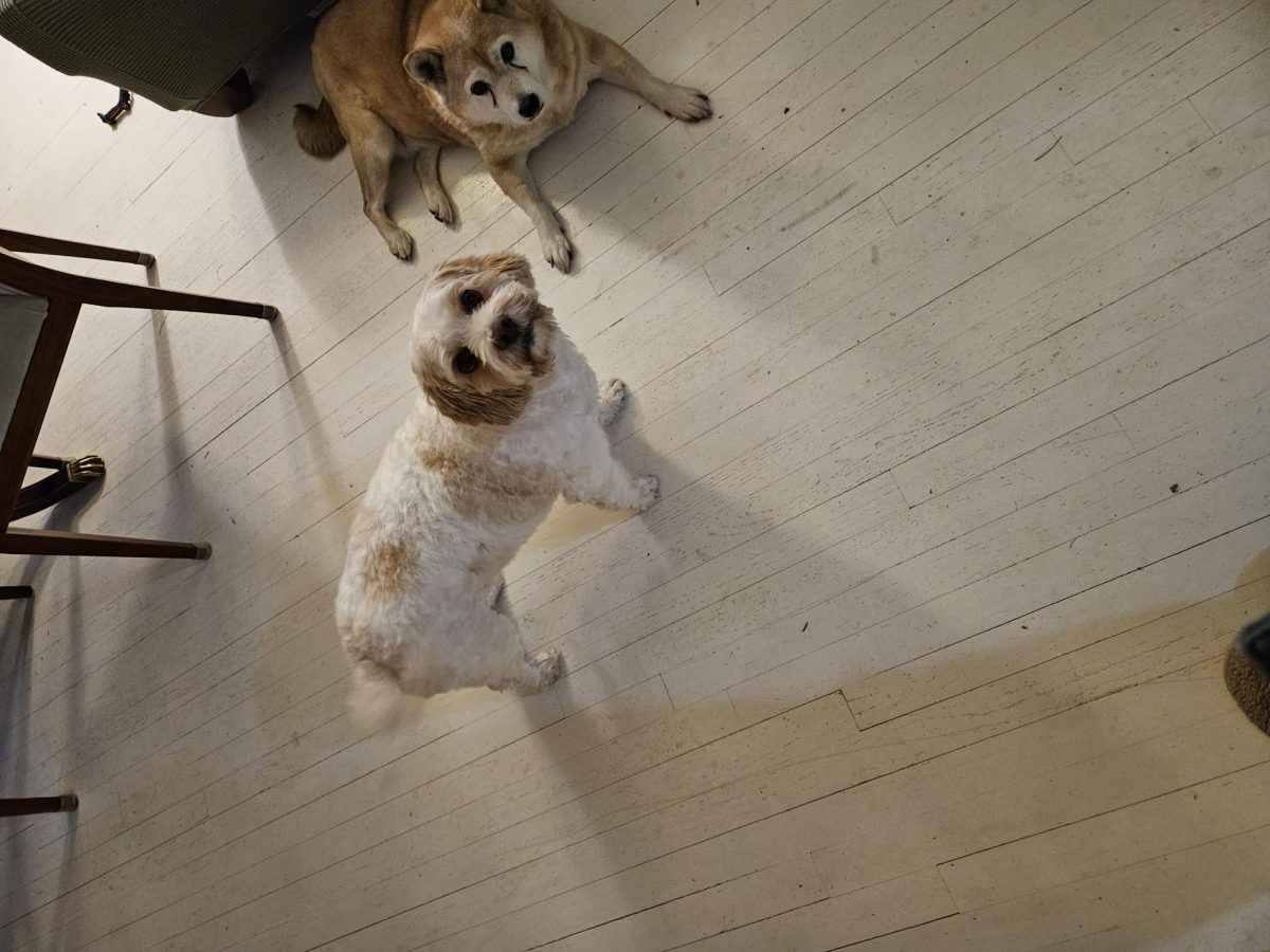 JVA Pets: Peso