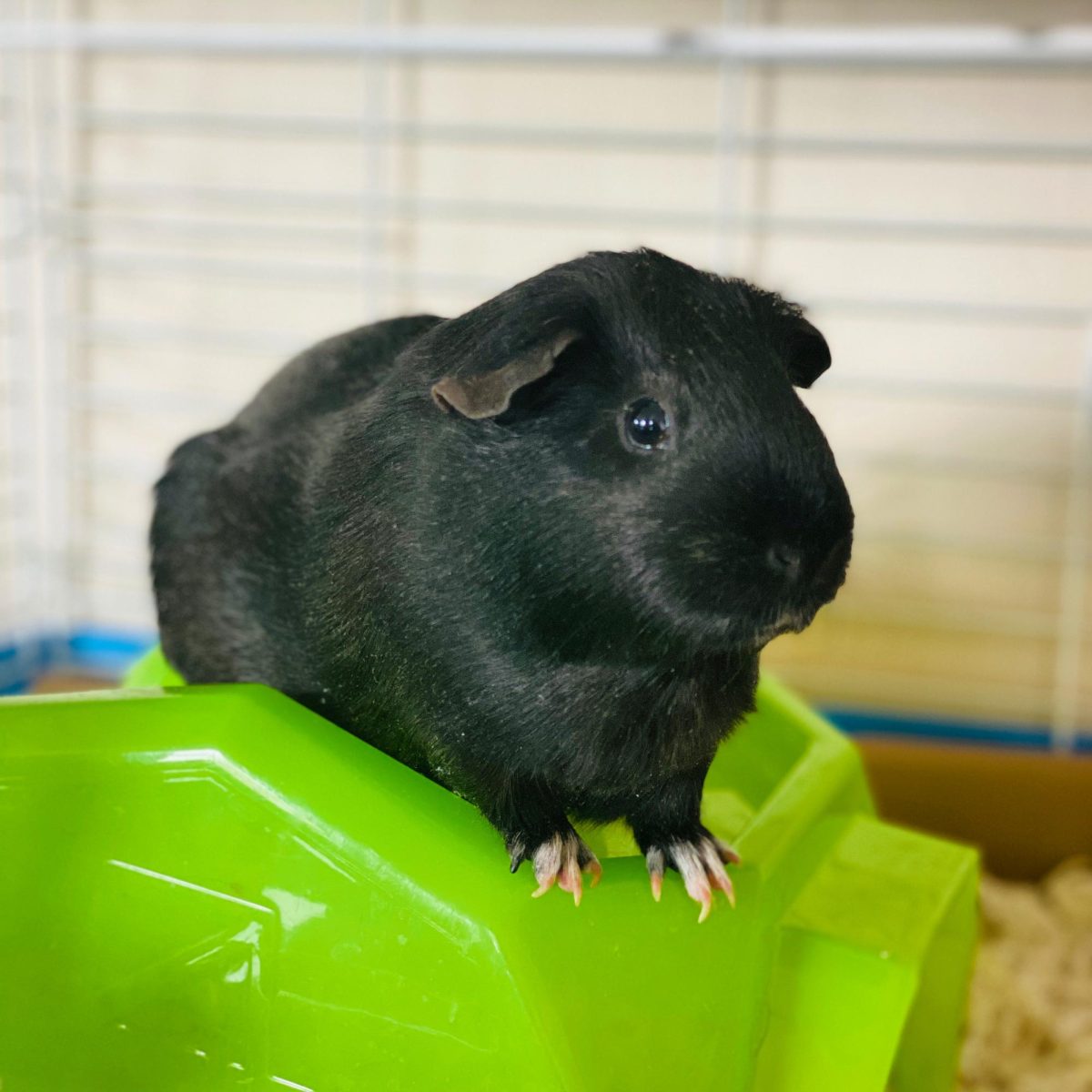 JVA Pets: Baby Pig