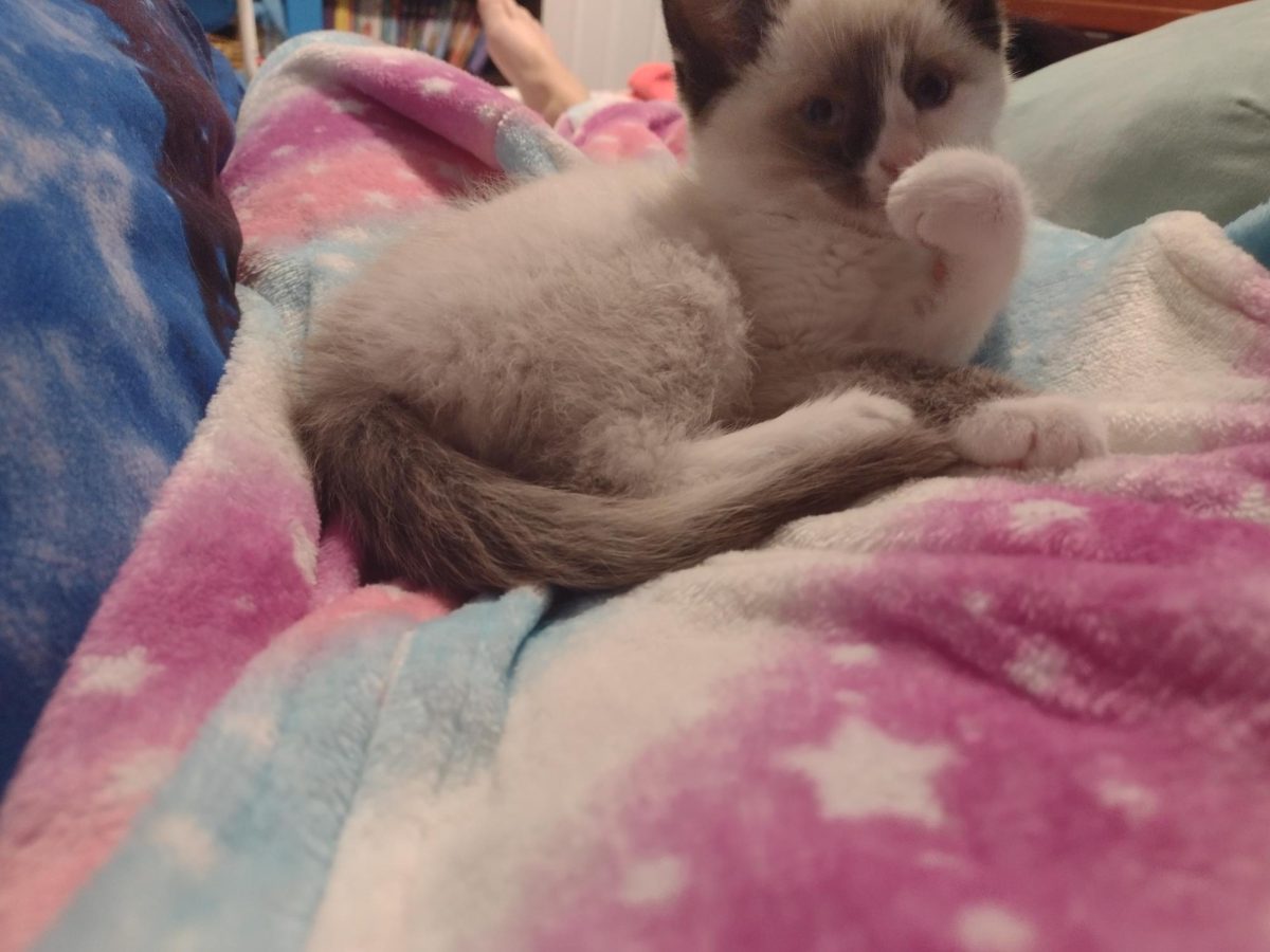 JVA Pets: Nova