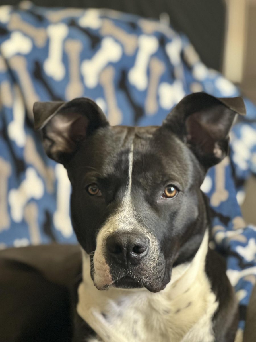JVA Pets: Bear