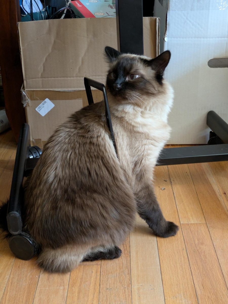 JVA Pets: Gus