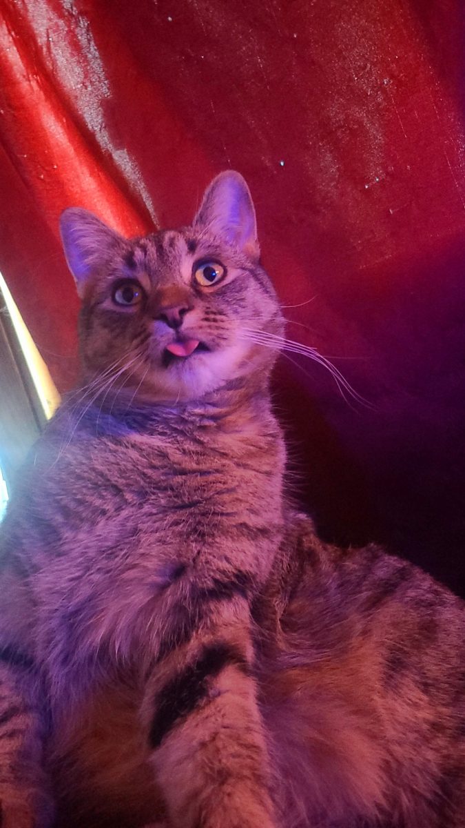 JVA Pets: Aries