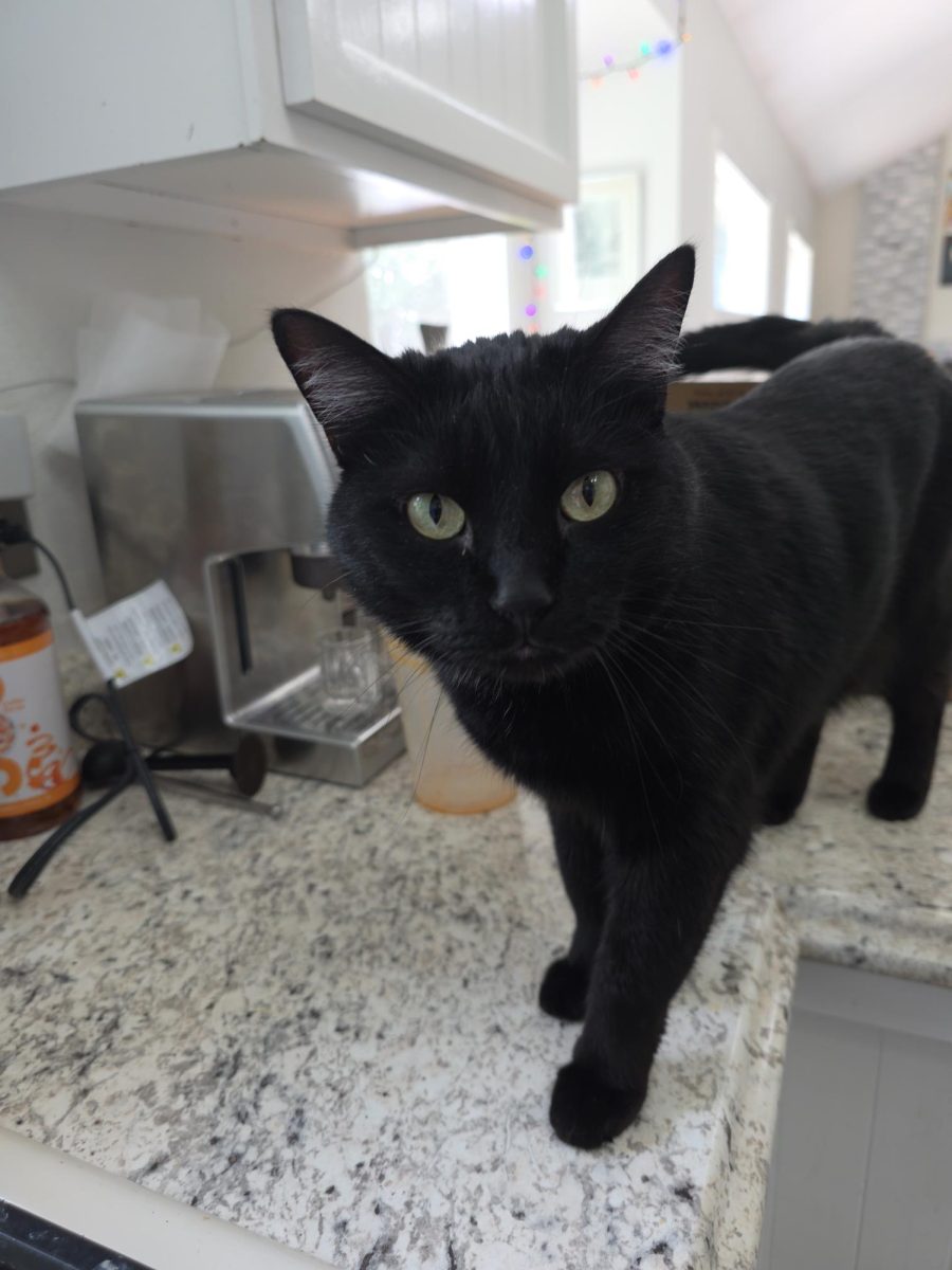 JVA Pets: Scott the Cat