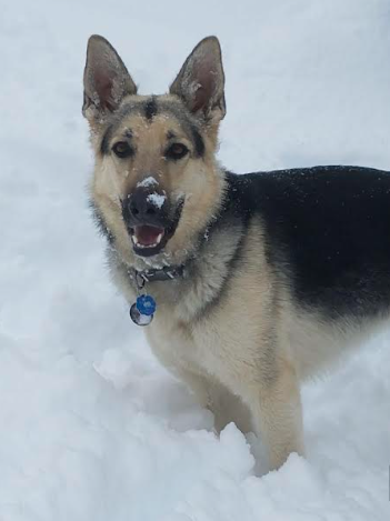 JVA Pets: Shadow